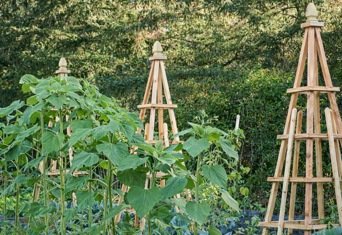 Three tall wooden French tuteur trellises with decorative finials rising above green vegetable plants in a backyard garden surrounded by trees.