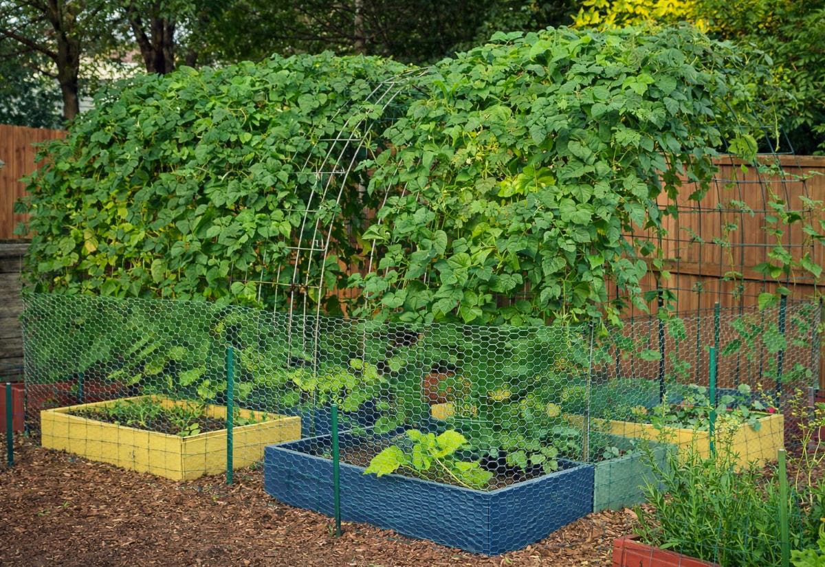Metal cattle panel arch trellis spanning two raised garden beds filled with lush climbing vines, enclosed by green chicken wire fencing in a backyard garden.