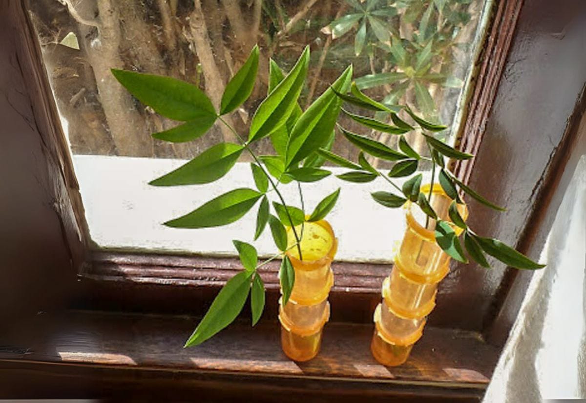Two stacks of pill bottles arranged like bamboo vases, each holding cut plant stems on a windowsill.