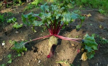 Rhubarb growing in damaged soil.