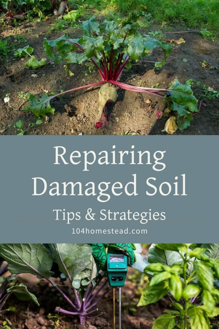 Repairing Damaged Soil: Tips & Strategies for a Lush Garden