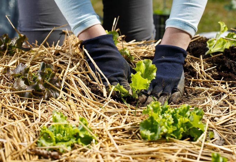Lettuce being planted in straw mulch.