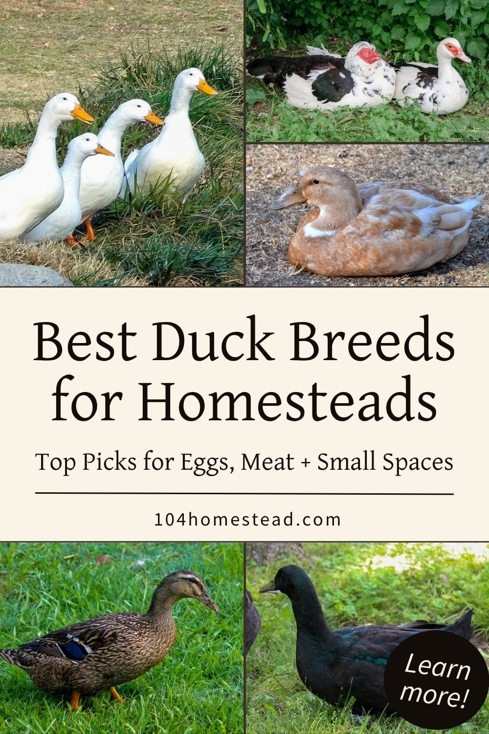 Collage of different duck breeds including white Pekins, black Cayugas, brown Rouens, and a buff-colored duck with text overlay reading “Best Duck Breeds for Homesteads Top Picks for Eggs, Meat and Small Spaces”