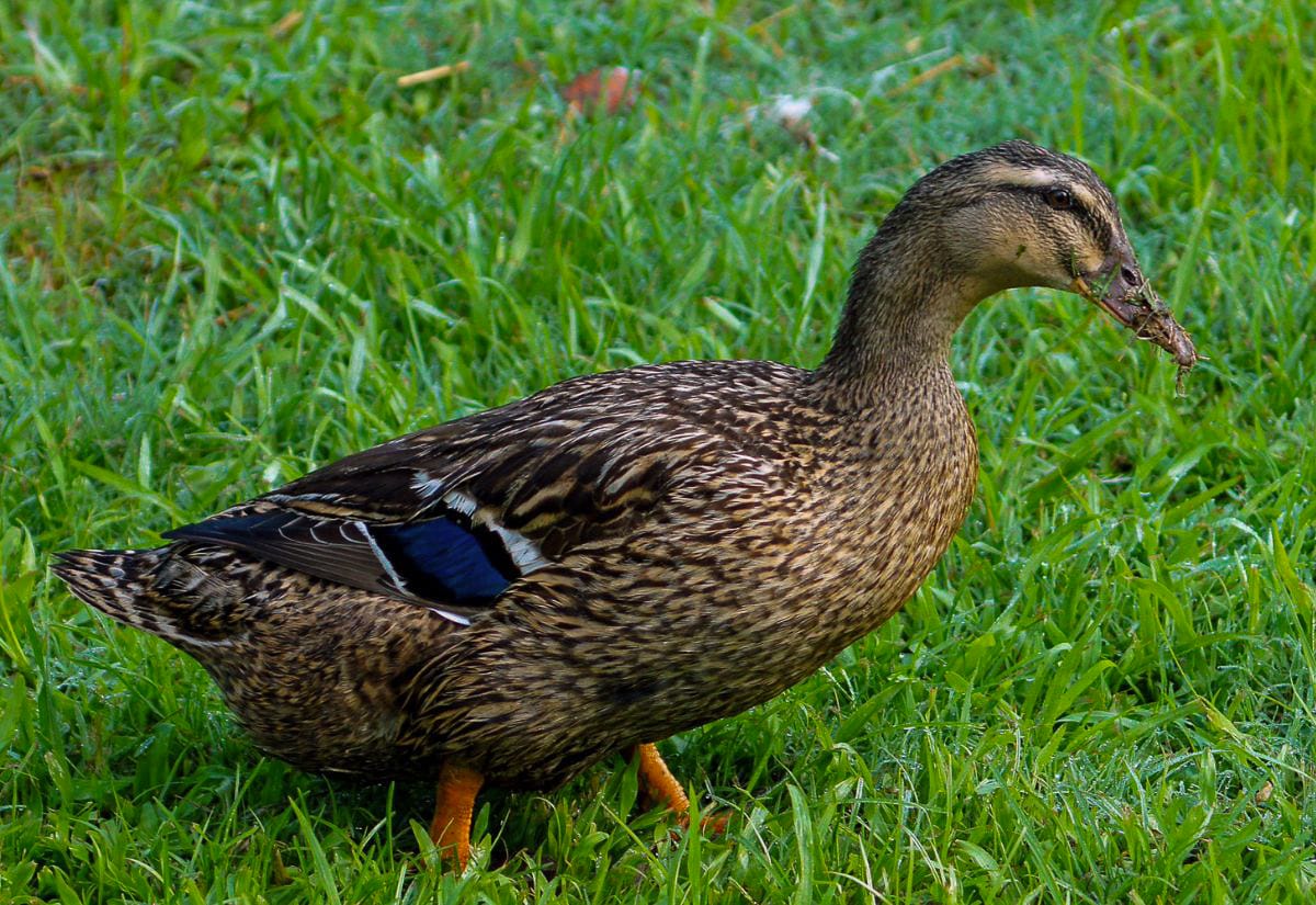 Brown duck walking through grass holding a small clump of dirt or roots in its bill, showing active foraging behavior.