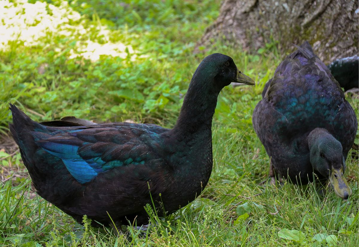 Two black ducks standing close together in grass with iridescent green highlights visible in sunlight, showing feather detail.