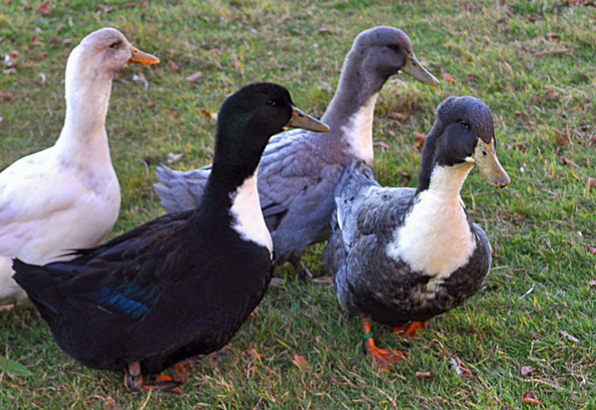 Group of mixed duck breeds including black, white, and gray ducks standing together on grass, showing variation in size and color.