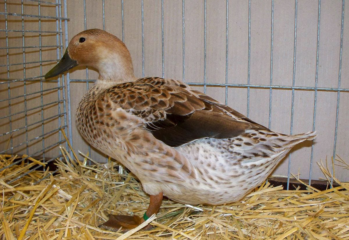 Side profile of a brown duck standing on straw bedding inside a wire enclosure, showing feather pattern and body shape clearly.