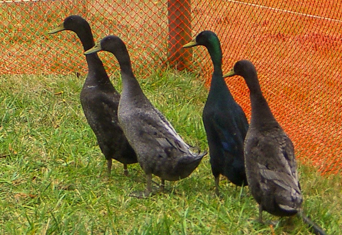 Four black ducks standing together on grass near orange fencing, with iridescent green sheen visible on their feathers.