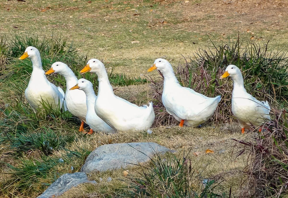 Group of white Pekin ducks walking across grass and mulch, showing their upright posture, bright orange bills, and flock movement.