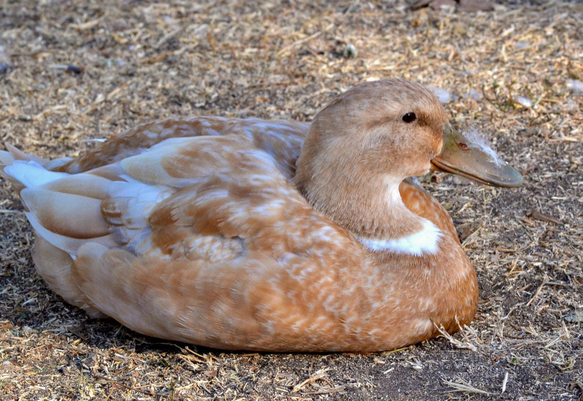Buff-colored duck resting on dry ground with soft tan and cream feather pattern and rounded body shape.