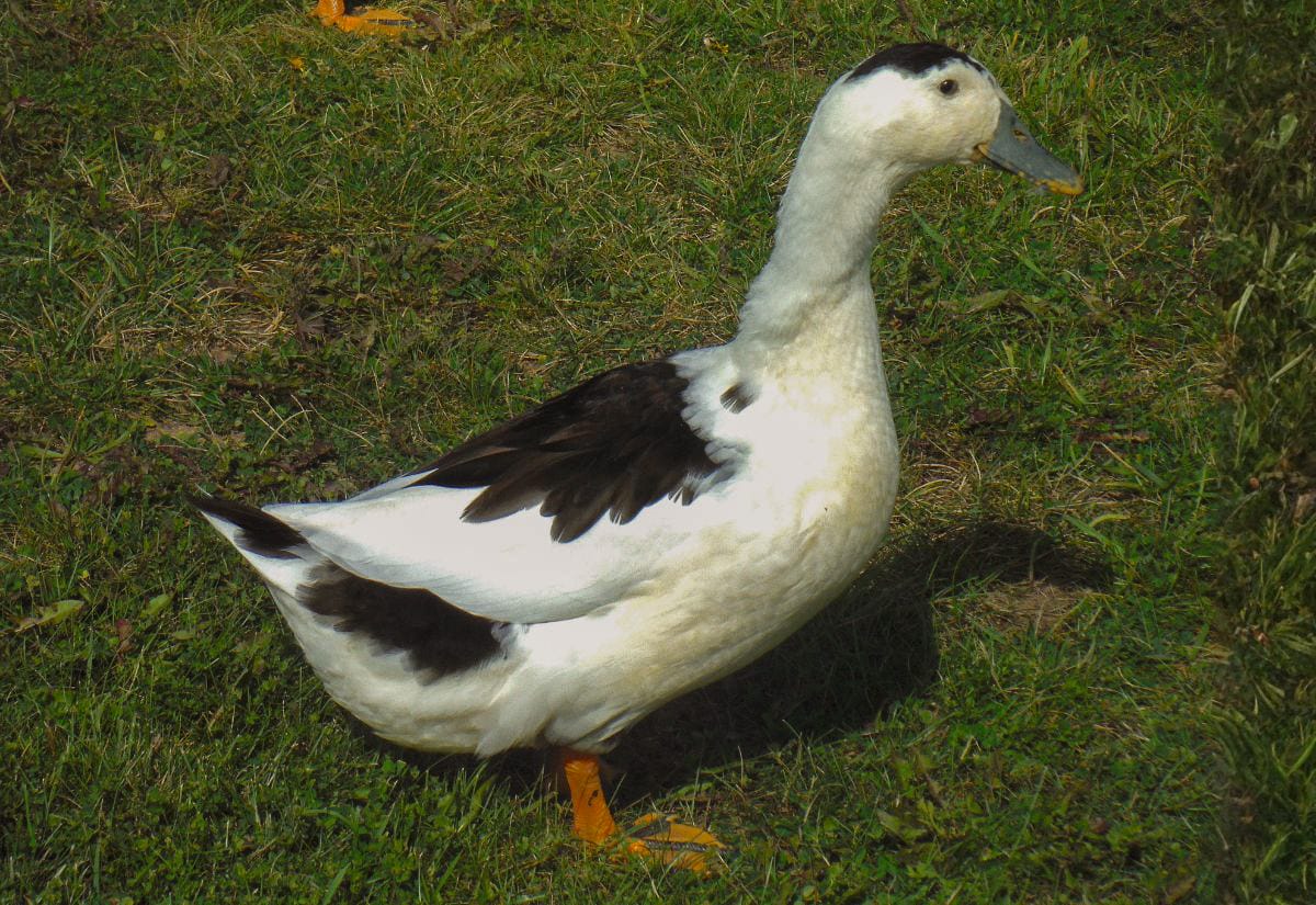 Black and white patterned duck standing on grass, showing contrasting plumage and orange legs in a backyard setting.