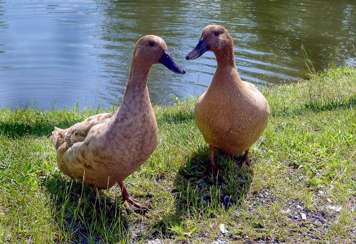 Two light brown ducks standing beside a pond with grass and water visible, showing natural foraging and relaxed posture.
