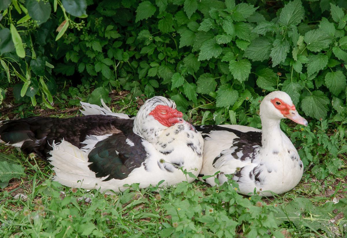 Two Muscovy ducks resting in green grass, one with red facial caruncles and black and white feathers, showing their distinctive appearance.