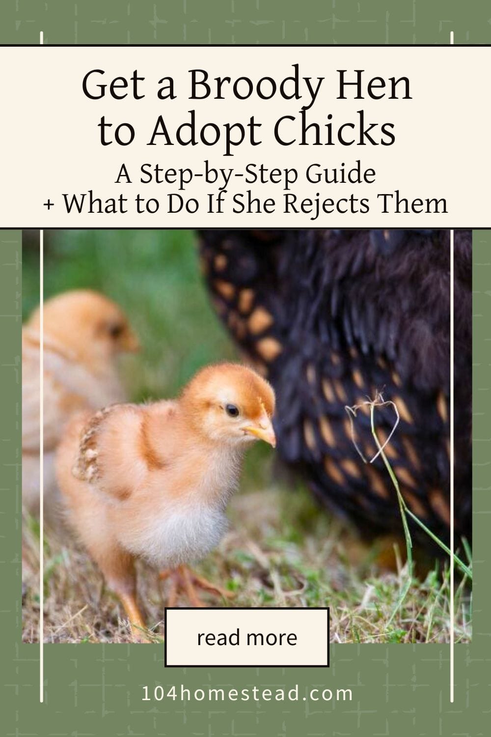 Pinterest graphic showing a small chick in front of a broody hen with text overlay that reads “Get a Broody Hen to Adopt Chicks: A Step-by-Step Guide + What to Do If She Rejects Them.”