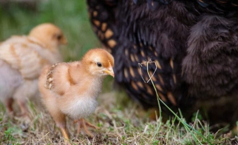 Close-up of a chick standing alert in the grass beside a broody hen, showing a natural example of how a broody hen can adopt chicks.