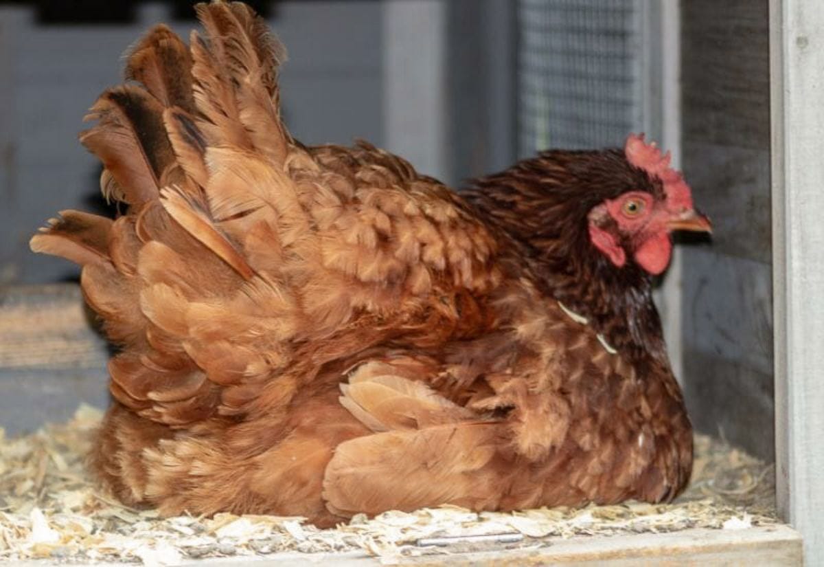 A brown broody hen settled in a nesting box, ready to adopt chicks or continue sitting on eggs.