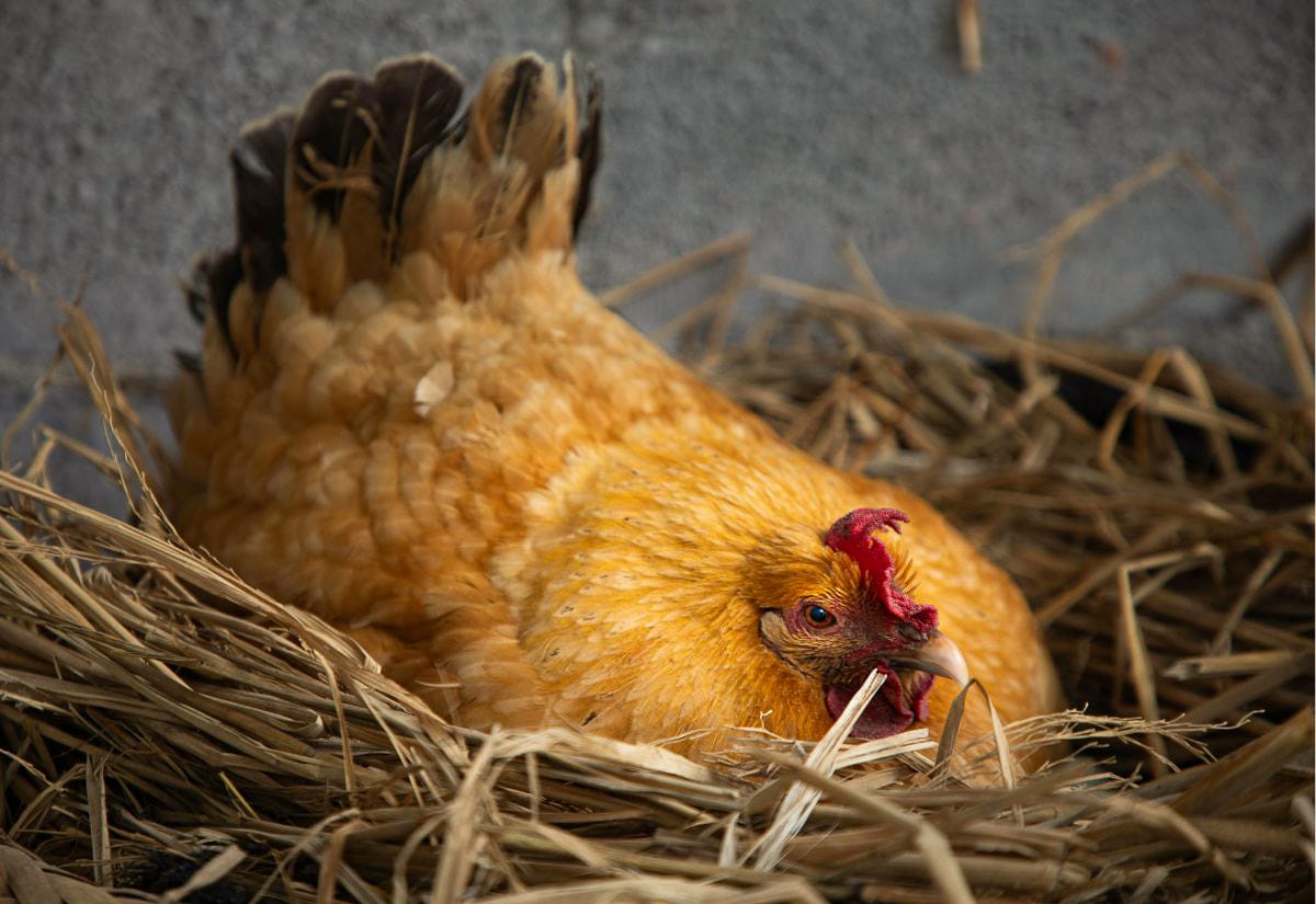 A golden broody hen resting in a straw-filled nest, showing classic behavior before being introduced to adopt chicks.