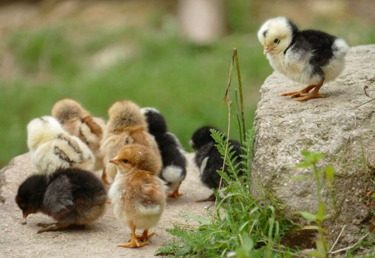 A group of young chicks exploring near a rock, an example of chicks that might be placed with a broody hen to adopt and raise.
