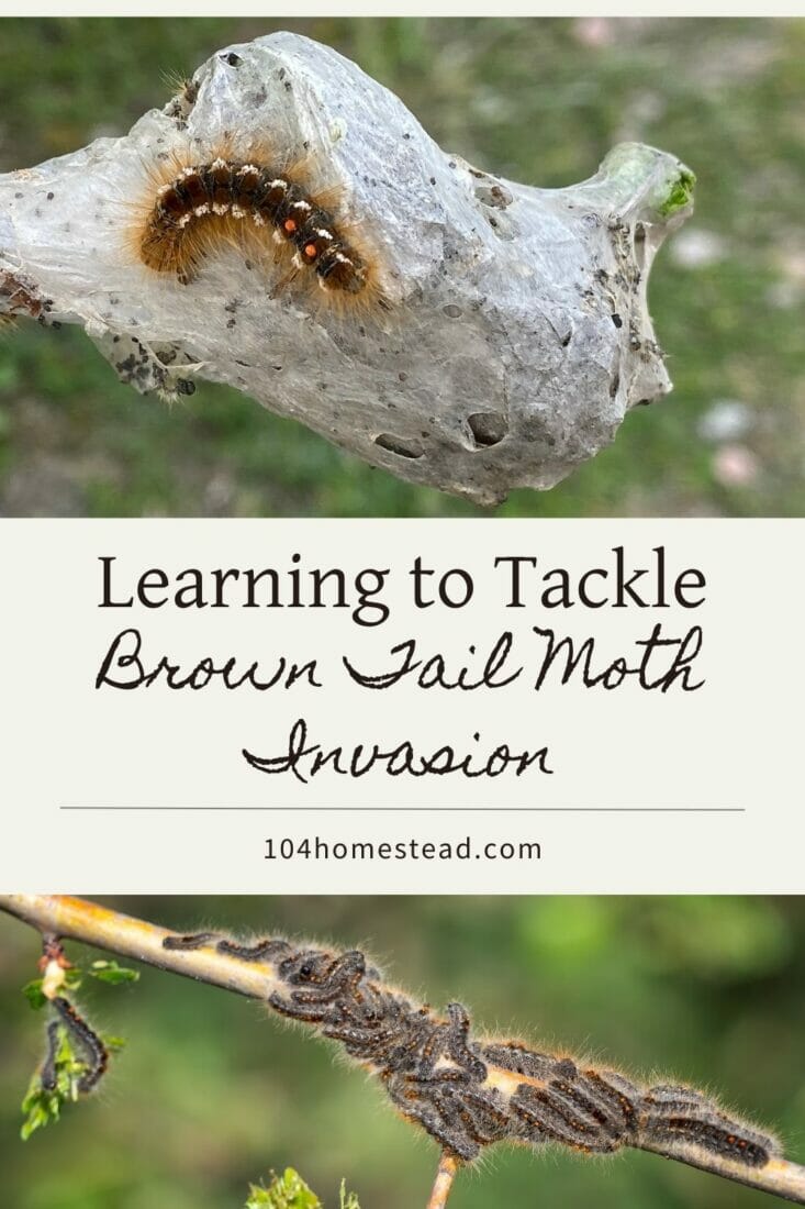 A pinterest-friendly graphic for learning to tackle brown tail moth invasion.