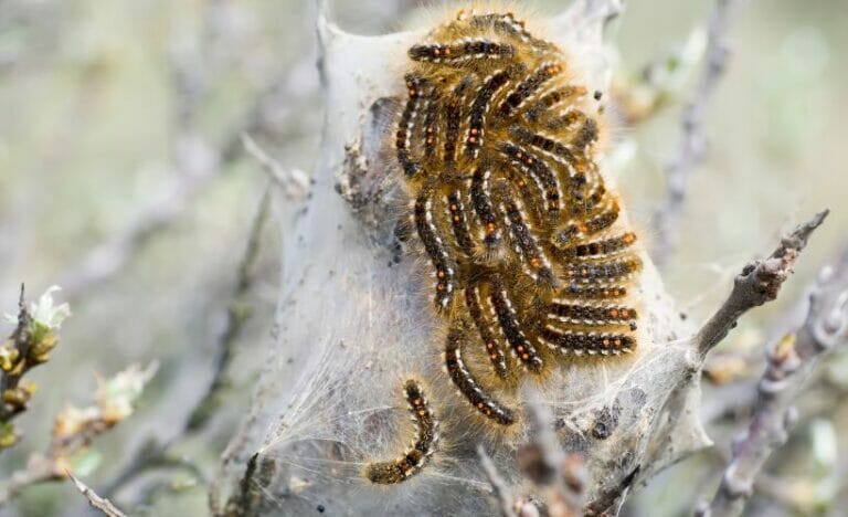 Conquer the Brown Tail Moth: Tips to Combat Invasive Species