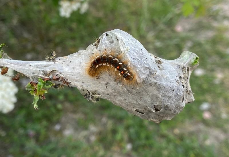 A brown tail moth caterpillar on a nest.