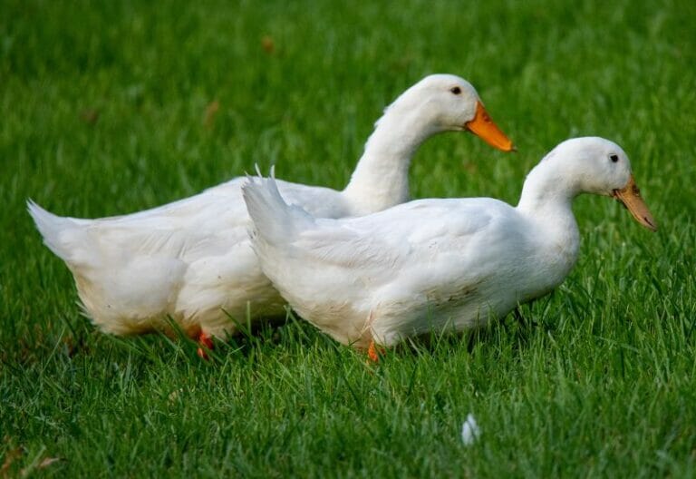 The Perfect Duck Breeds to Add to Your Homestead