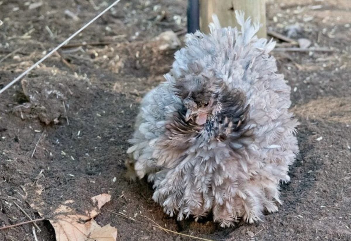 A gray frizzle chicken sitting on the ground with tightly curled feathers that make it look round and puffed, showing the breed’s frizzled plumage up close.