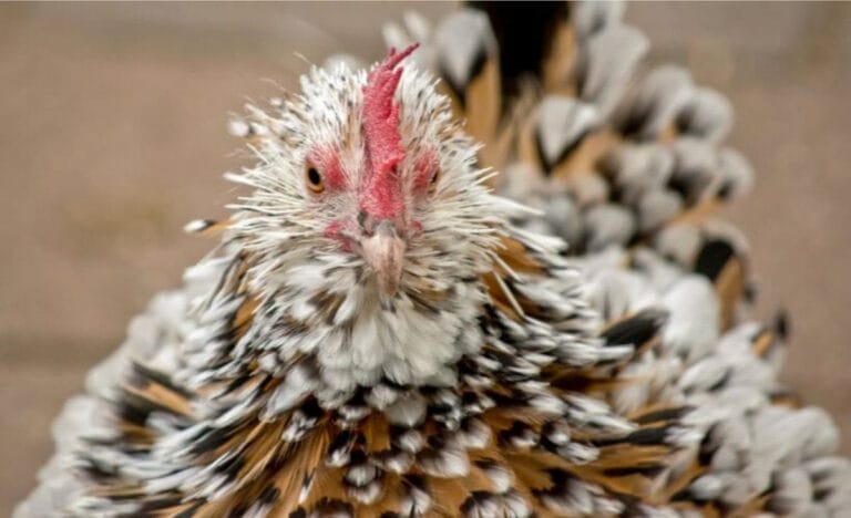 A colorful frizzle chicken with red, black, and white feathers curling outward, giving the bird a textured, spiky appearance typical of the frizzle variety.