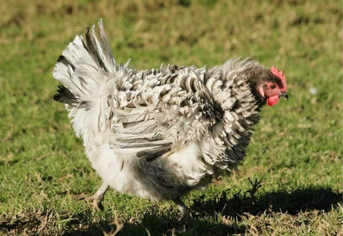 A light gray frizzle chicken walking through green grass, showing the signature curled feathers that stick out from the body in loose waves.