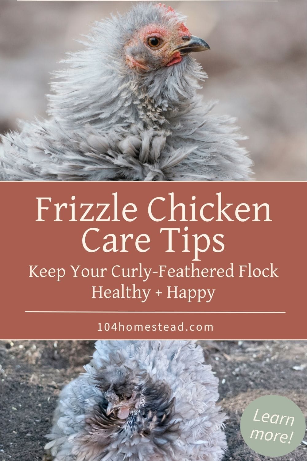 A collage showing three different frizzle chickens side by side—each with distinct feather colors and curl patterns—highlighting the variety within the frizzle feather type.