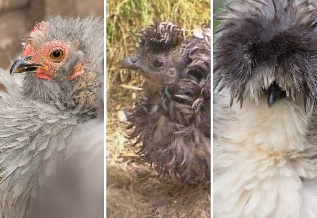 A collage showing three different frizzle chickens side by side—each with distinct feather colors and curl patterns—highlighting the variety within the frizzle feather type.
