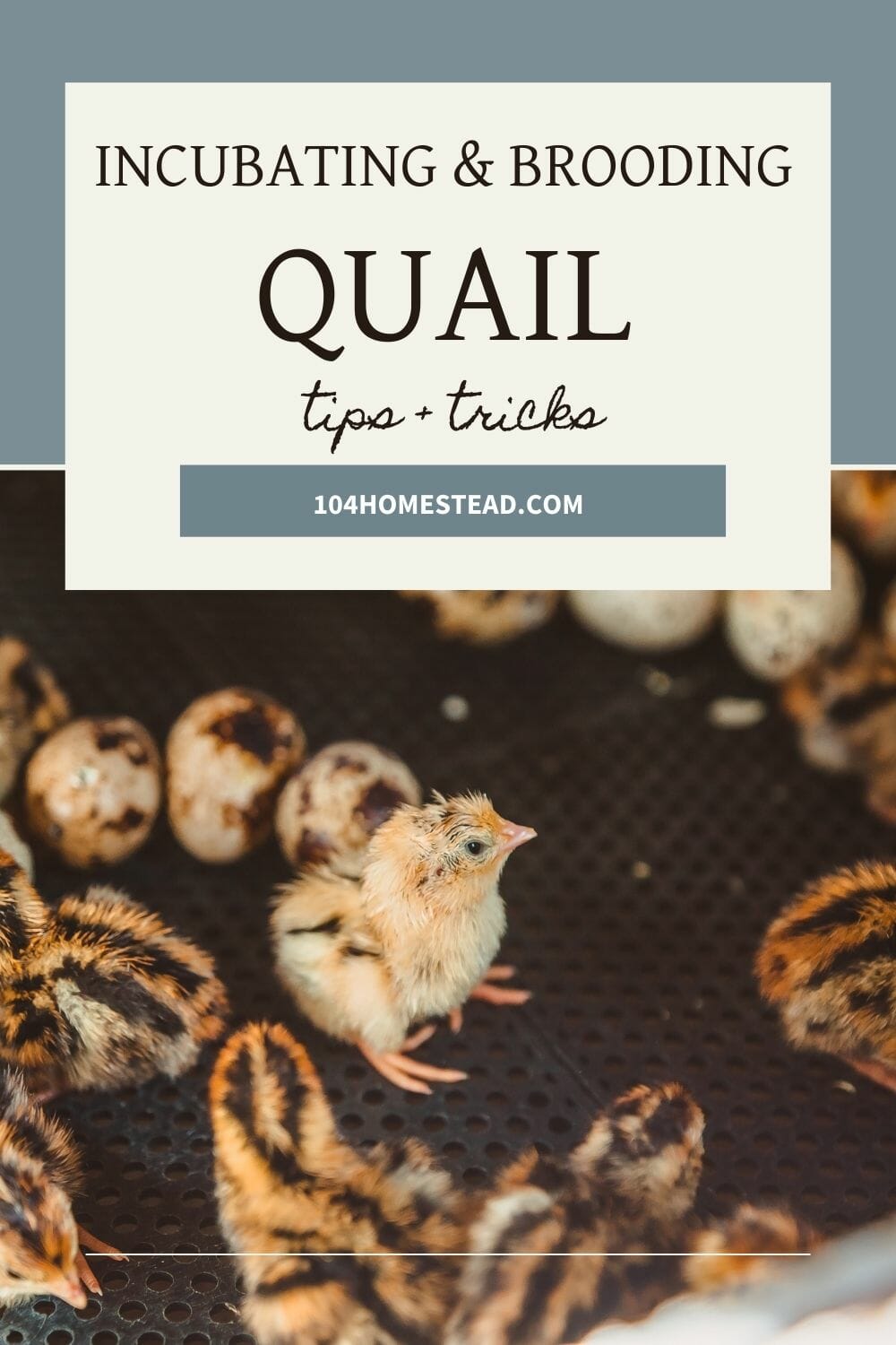 A pinterest-friendly graphic for how to incubate quail eggs and brood quail chicks.