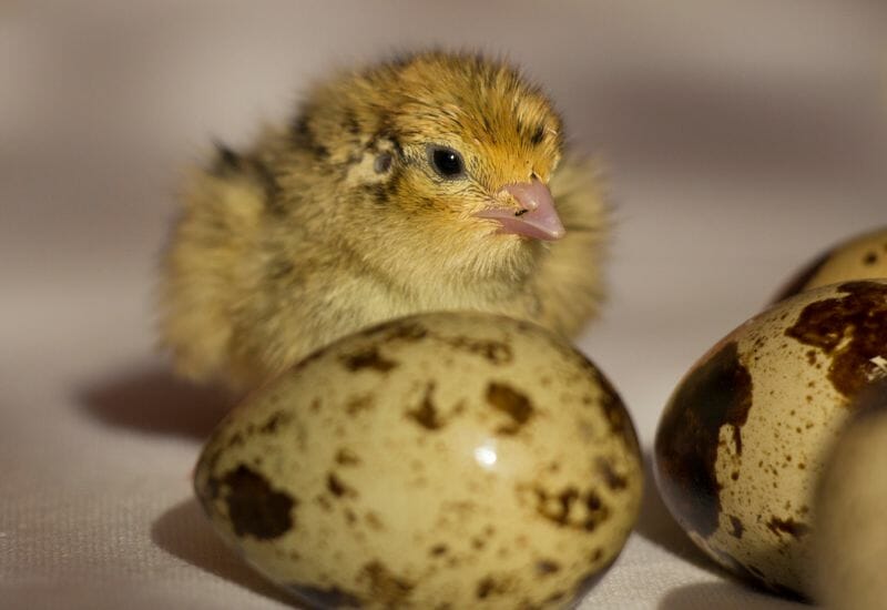 A newly hatched quail chick with unhatched eggs.