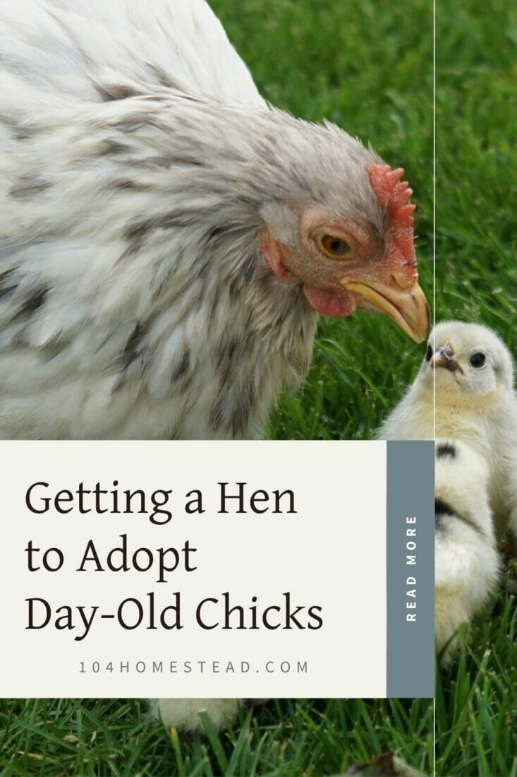 How to Introduce Chicks to a Broody Hen Seamlessly