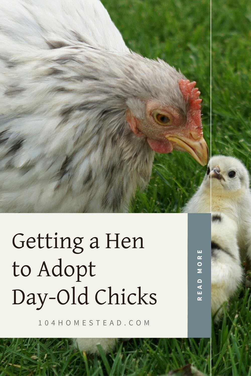 A pinterest-friendly graphic about how to introduce a broody hen to day-old chicks.