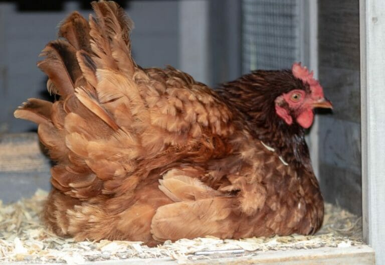 How to Introduce Chicks to a Broody Hen Seamlessly