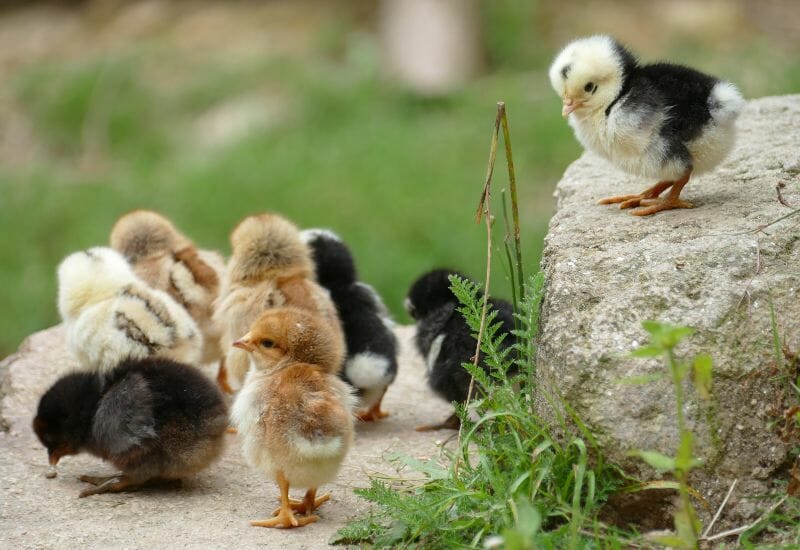 Baby chicks exploring outside.