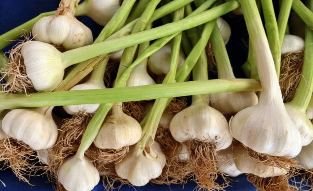 Freshly harvested garlic bulbs with green stalks and roots still attached, perfect for curing before learning how to preserve garlic.