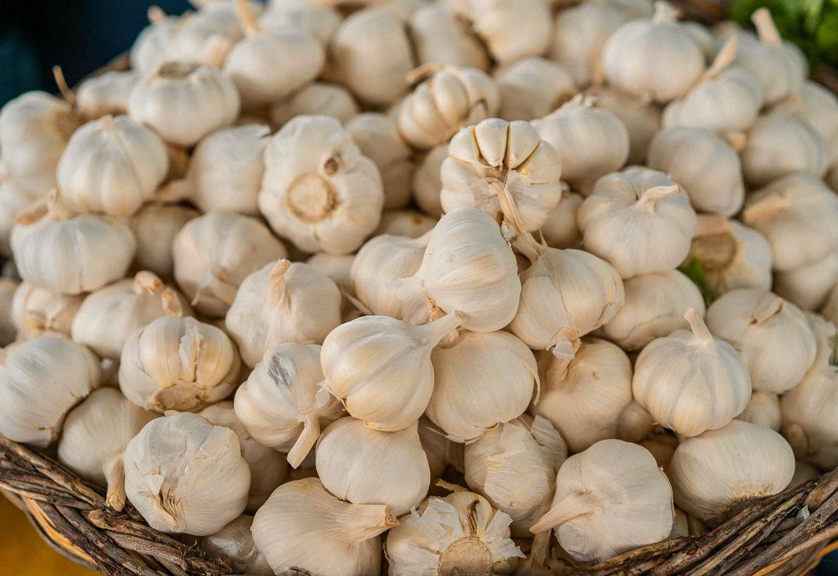 Basket full of dried garlic bulbs ready for long-term storage, showing abundance before choosing how to preserve garlic.