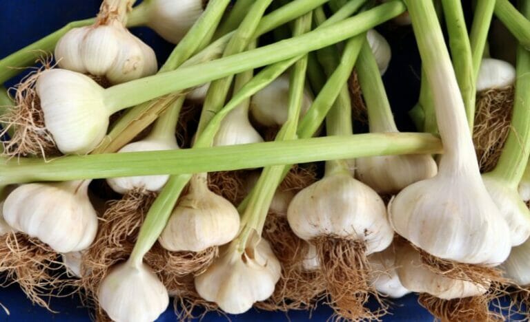 How to Preserve Garlic for Long-Term Storage
