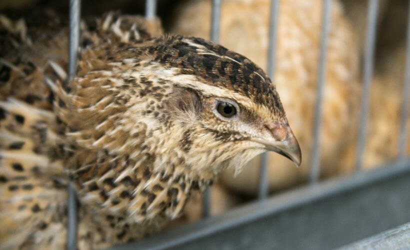 A coturnix quail in a community quail pen.