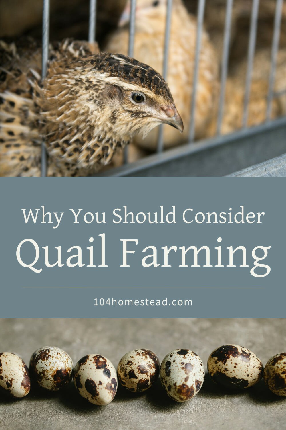 A pinterest-friendly graphic for my post on why you should consider quail farming on your homestead.