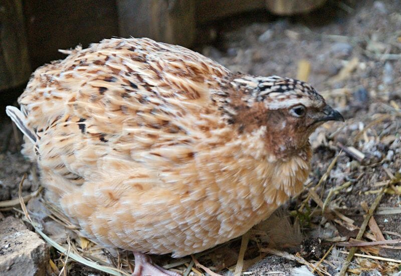 A coturnix quail on the ground with dirt and straw.