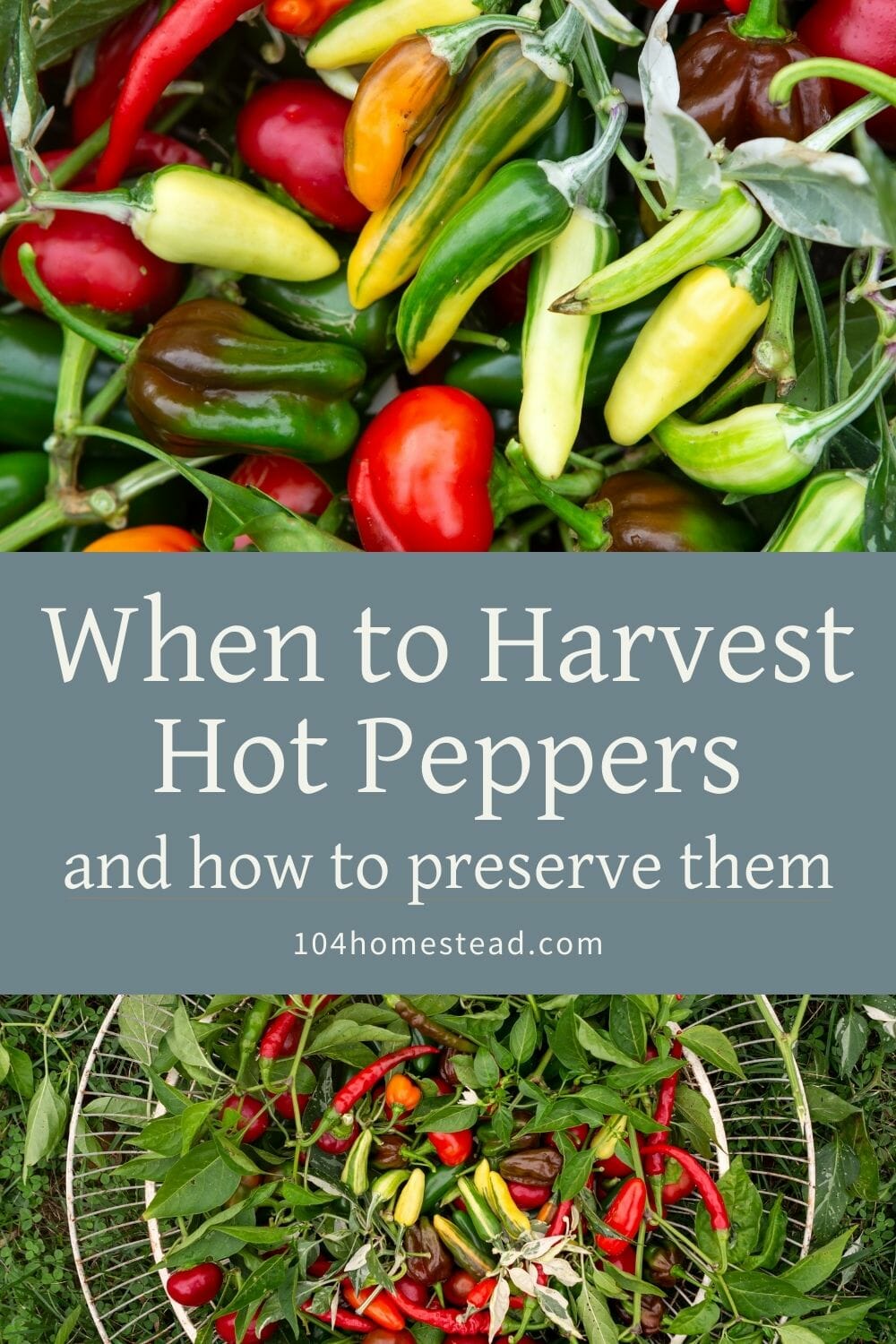 A pinterest-friendly graphic for my post on harvesting and preserving hot peppers.