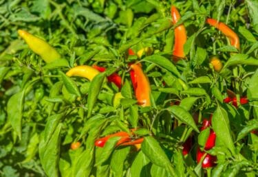 How to Preserve Hot Peppers & Harvest for the Best Flavor