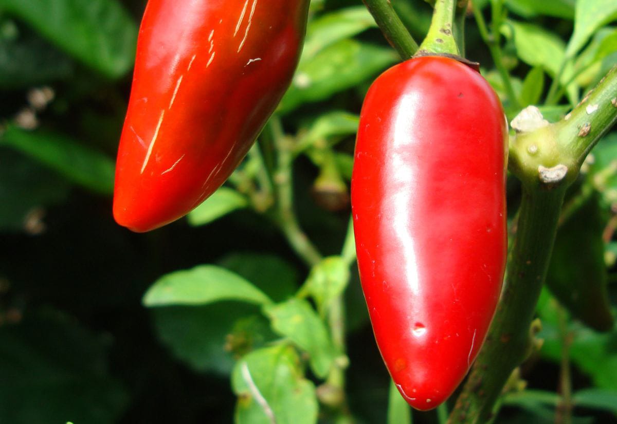 Bright red hot peppers ripening on the plant, showing harvest time before starting the process of how to preserve hot peppers.