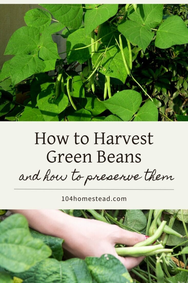 how-to-harvest-green-beans-how-to-preserve-them