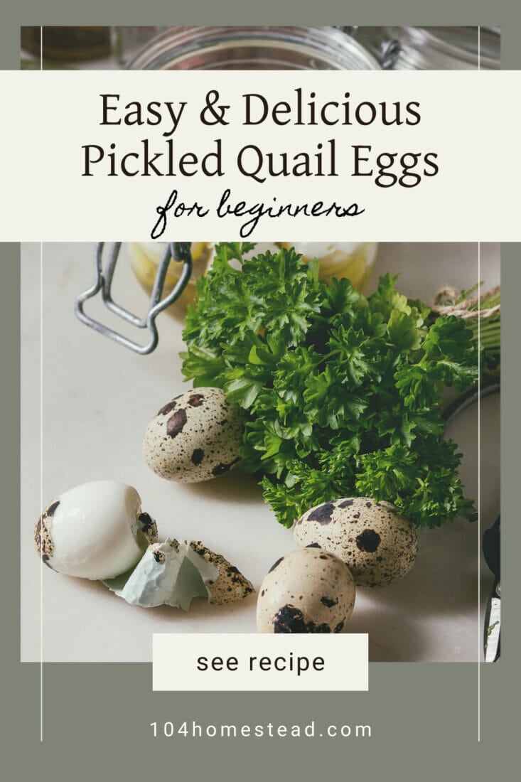 Easy & Delicious A Pickled Quail Eggs Recipe for Beginners