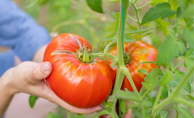 How & When To Pick Tomatoes: Master the Art of Harvesting!