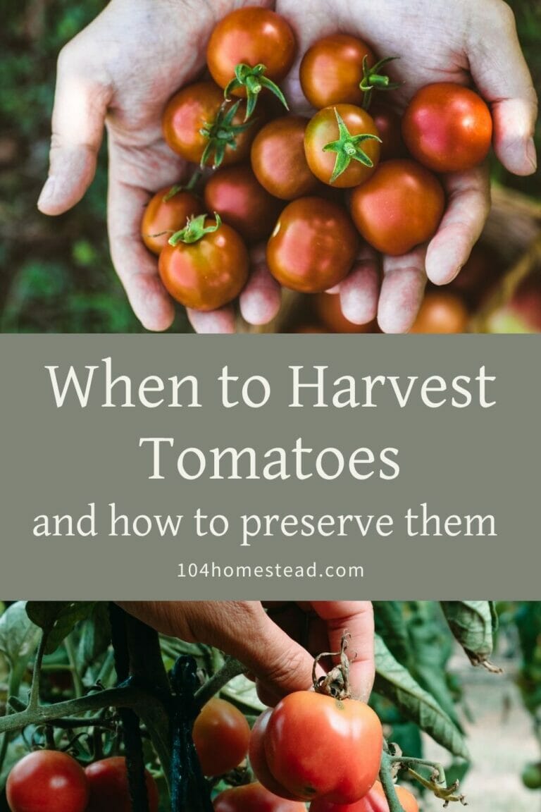 When to Harvest Tomatoes & Preserve Them Like a Pro